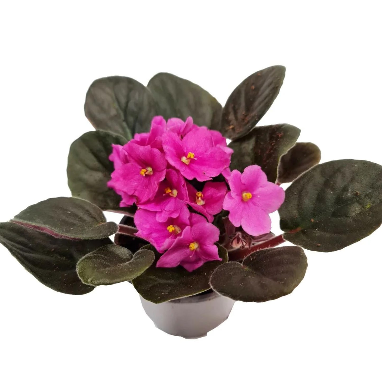 Pink African Violets Live Plants, 4 Inch Pot African Violet Plant, Vibrant Flowers, Perennial Flowering Houseplant
