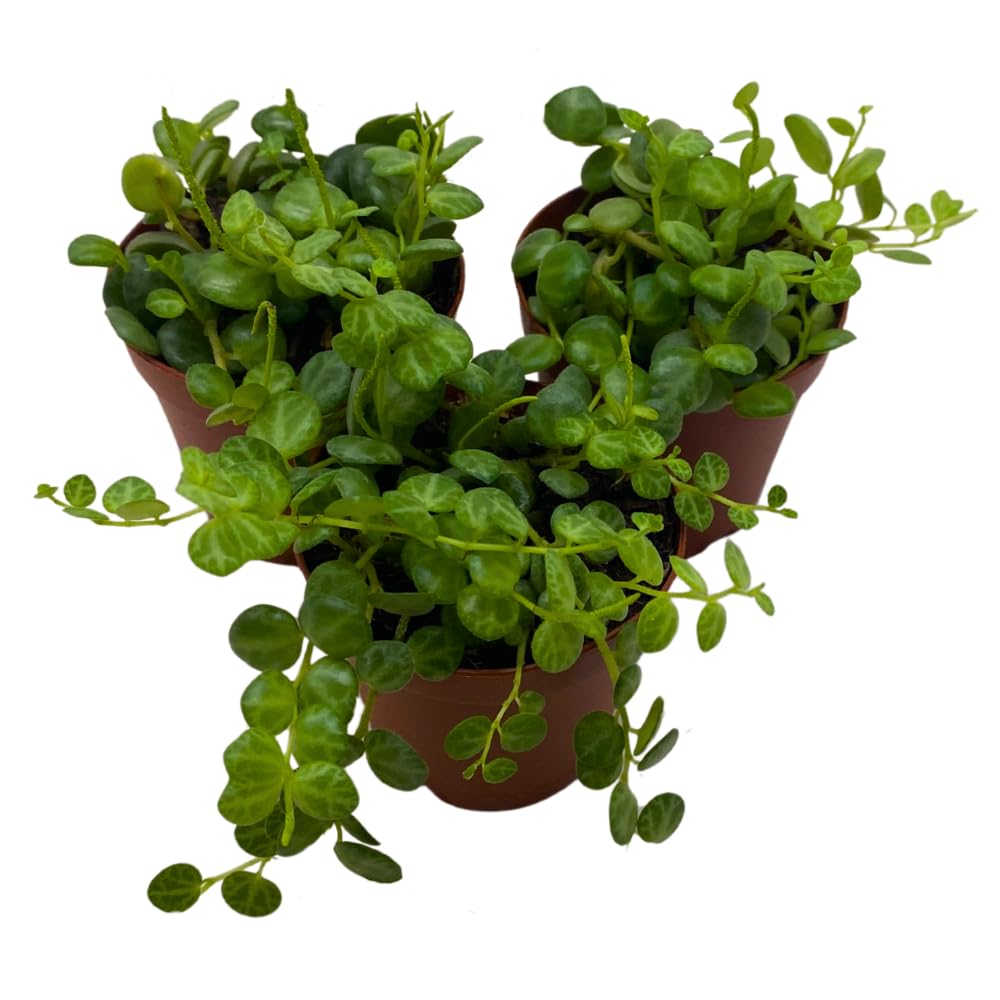BubbleBlooms String of Turtles, 2 inch Set of 3, Peperomia prostrata Tiny Mini Pixie Plants