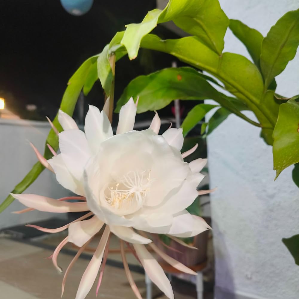 Night Blooming Cactus Plant, 4-6 Inch Tall, Fragrant White Night Blooming Cactus, 4 Inch Pot Rare Flowering Plant for Indoor and Outdoor Garden