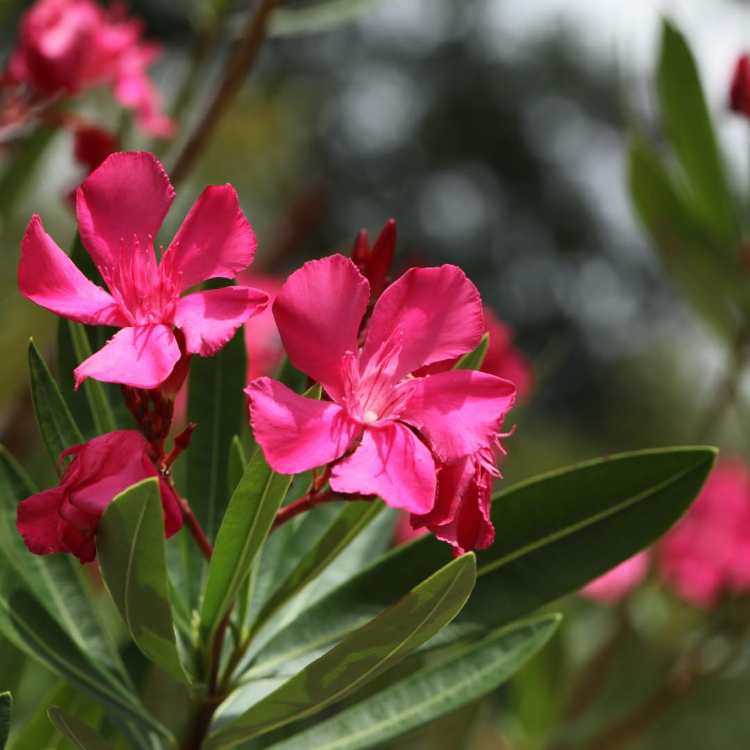 2 Live Pink Oleander Plants, Flowering Bush, 4-7 Inches Tall, Well Rooted for Planting