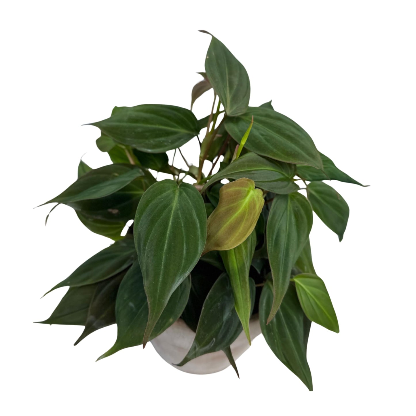 PLANTVERS Philodendron Mican in a 4" Grow Pot - Velvet Leaf Philodendron – Vining Indoor Plant – Easy Care Low Maintenance Houseplant – Low Light Trailing Indoor Plant