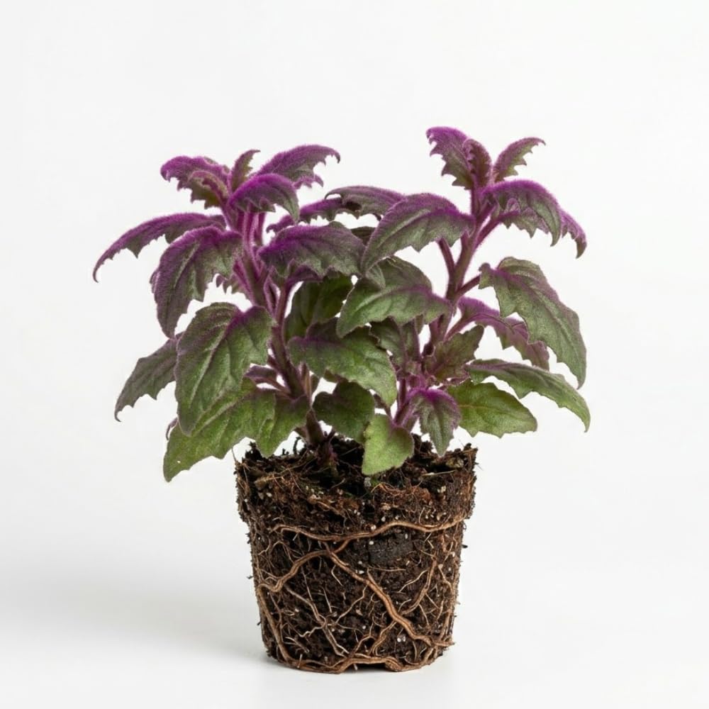 Purple Passion Plant Live - Gynura, 4-8 Inch Tall, 2-Pack Rooted Starters, Easy to Grow Indoor Houseplant for Home & Office, Vibrant Purple Velvet Foliage