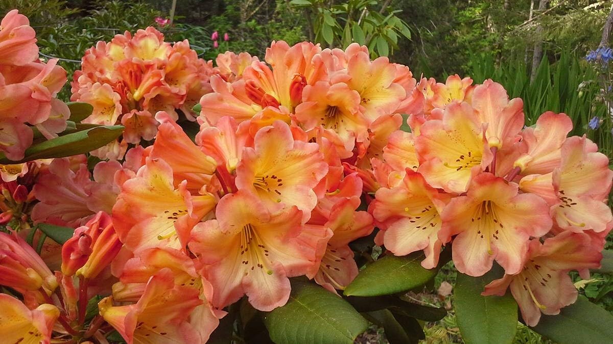 Live Plant - Honey BUTTERAzalea RhododendronSTARTER Plant