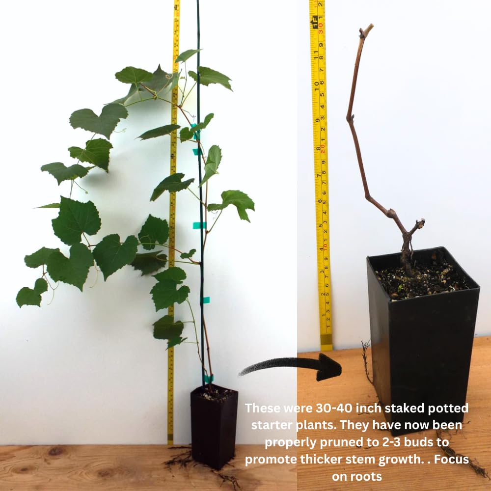 Blue Black Grape Vine, Cold Hardy Grape Tree Live Plant, 1-2 Year Old, Sweet Fruit Trees