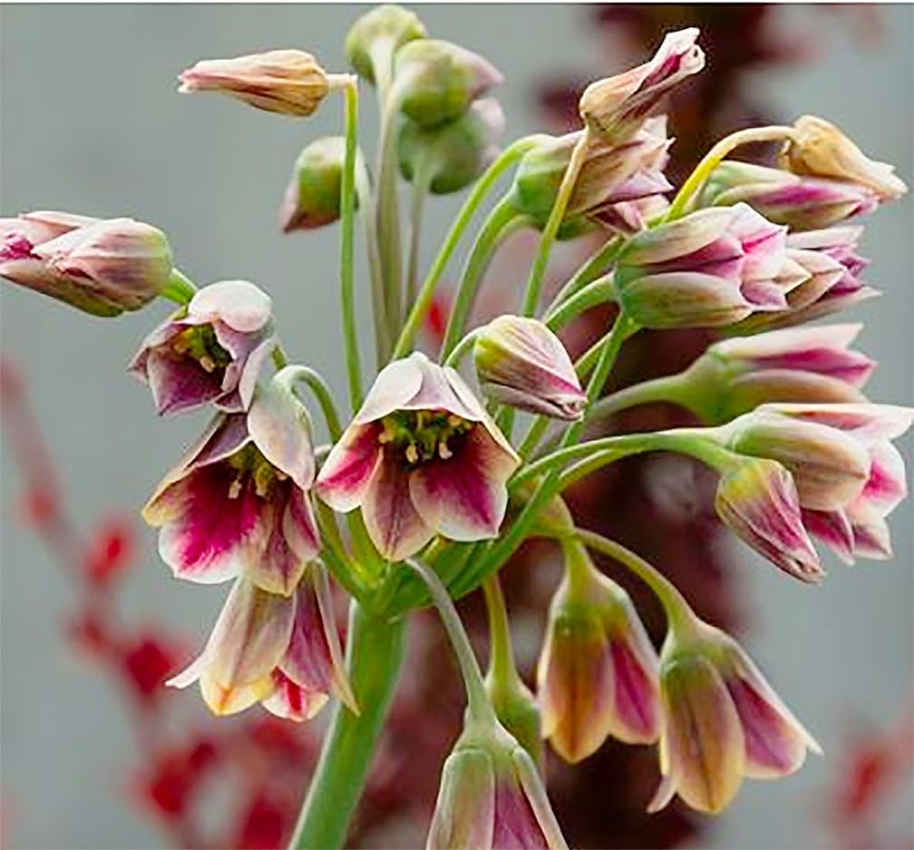 Sicilian Honey Lily Bulb - 1 Bulb - Beautiful Flower!