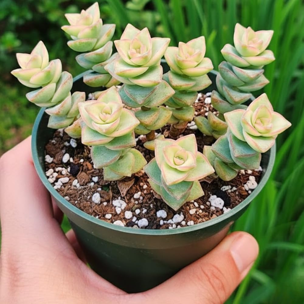 String Plant Live 4 Inch Pot, Rare Succulents Plants in Hanging Baskets, Trailing Succulent Houseplant for Home Office (Variegated String of Buttons)