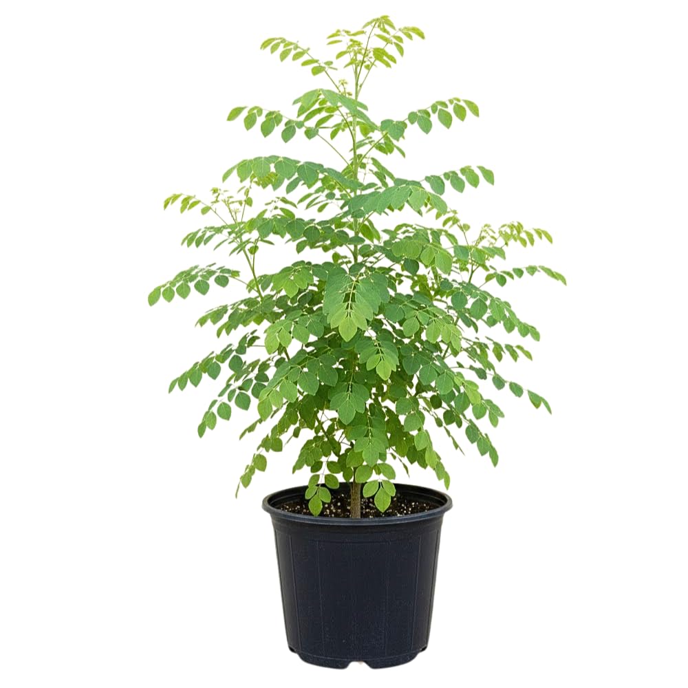 Moringa Plant Live in 4 Inch Pot, Moringa Oliefera Tree Live Plant from 4 to 7 Inches Tall for Outdoor Planting