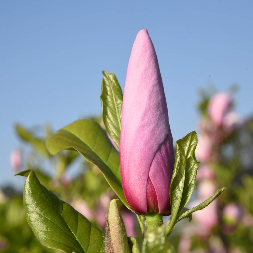 Perfect Plants Jane Magnolia Live Plant, 5 Gallon, Includes Care Guide