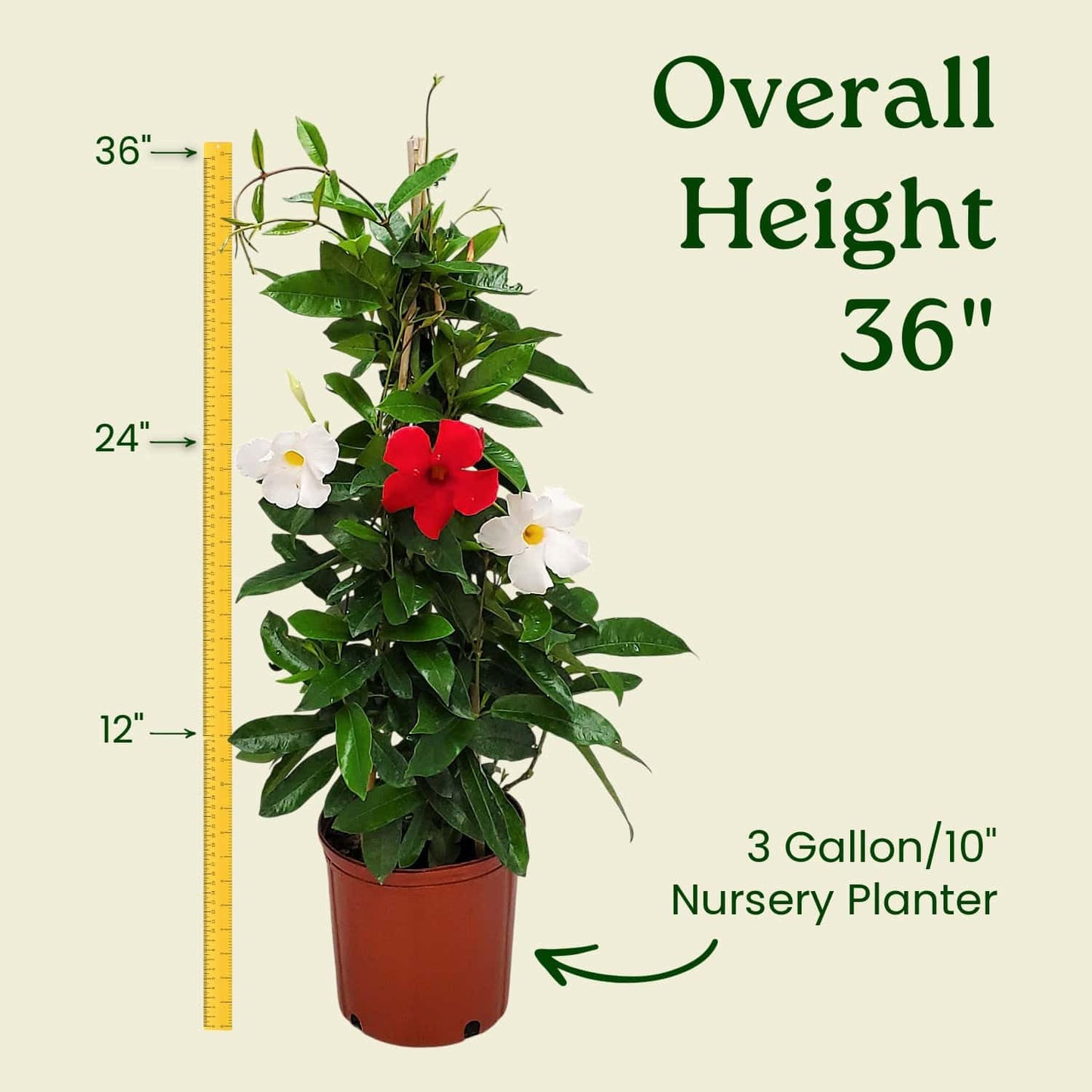 Live Mandevilla Flowering Plant - Trellis - Mixed Red Giant and White Giant - Tropical Plants of Florida - Overall Height 36" (Plant + Fertilizer)