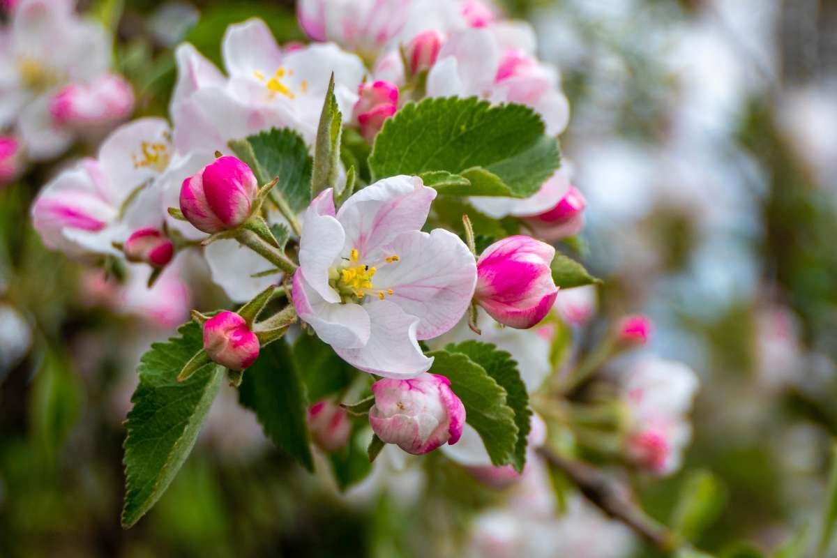 TriStar Plants - Fuji Apple Tree - 1 Gallon Pot - Semi Dwarf, Full Sun, Fruit Bearing, Edible, Cold Hardy, Heat Tolerant, Self Fertile, Red Apple