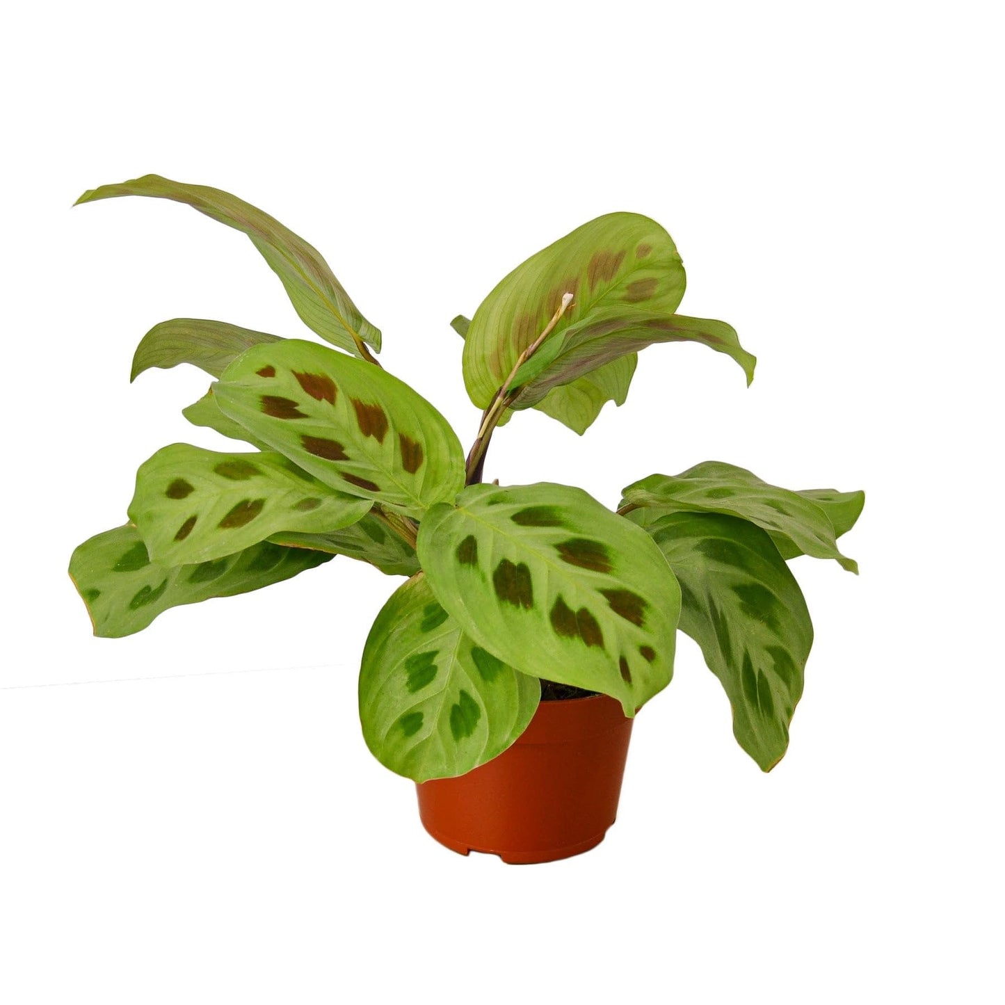 Maranta Leuconeura | Live Plant for Indoor & Outdoor | for Living Room, Office, Bathroom | (3" Pot)