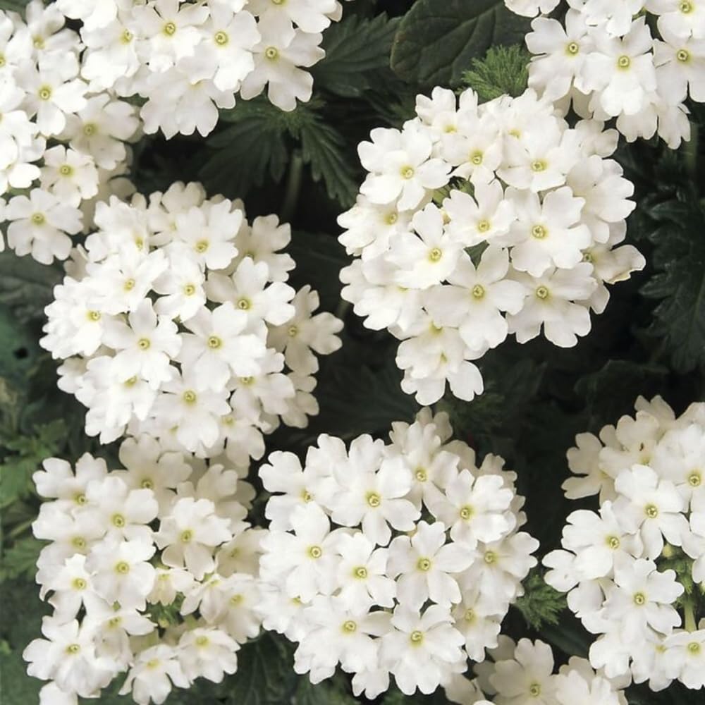 2 White Verbena Live Plants, Trailing Verbena Plants for Planting Outdoor, Perennial Ground Cover Flowers 4-7 Inches