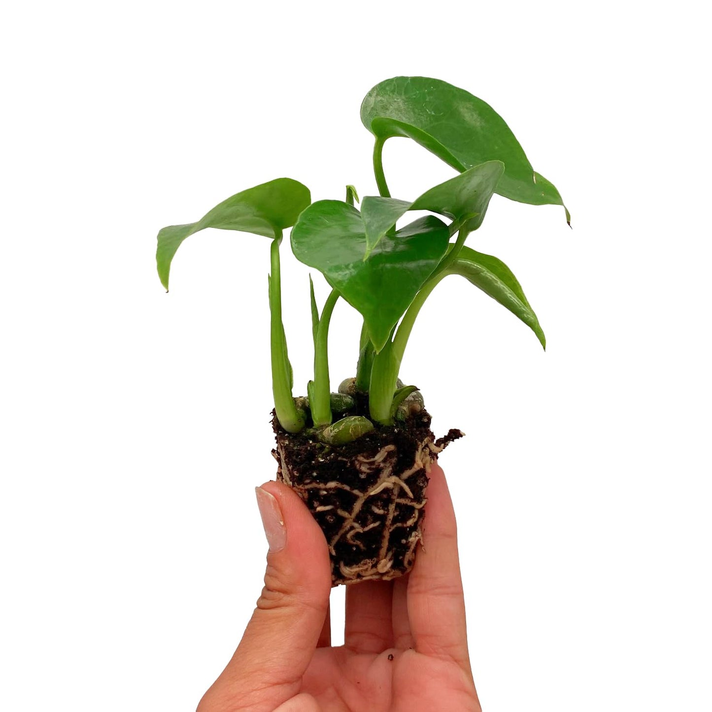 ragnaroc Monstera Deliciosa 2-4" 1ct – Live Plant for Indoor Outdoor Use, Garden & Landscaping – Live Arrival Guaranteed