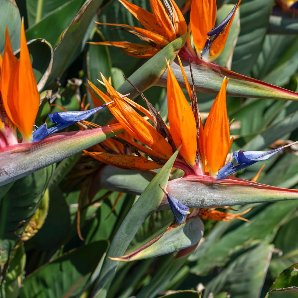 Orange Bird of Paradise Plant Live Houseplant, 5-12 Inch Tall, Ornamental Strelitzia Reginae Live Plant for Indoor Outdoor