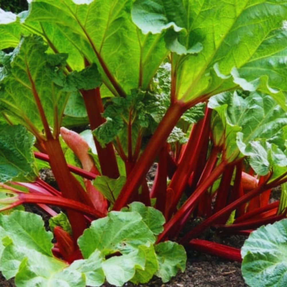 Common Rhubarb Plant Roots Live, 5 Large Rhubarb Plants Roots for Planting, Vegetable Plant for Gardening Indoor Outdoor