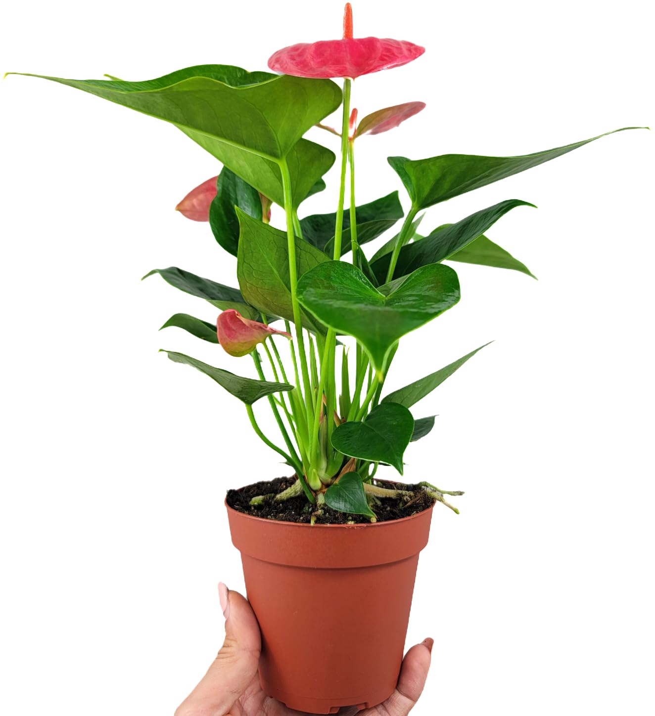 Anthurium Live Plant Pink Flowers - Anthurium Andraeanum Pink Flower - Anthurium Plants Live House Plants - Heart-Shaped Leaves - Available in 4" & 6" Pot - CA Seller (Small Plant, 4" Pot)