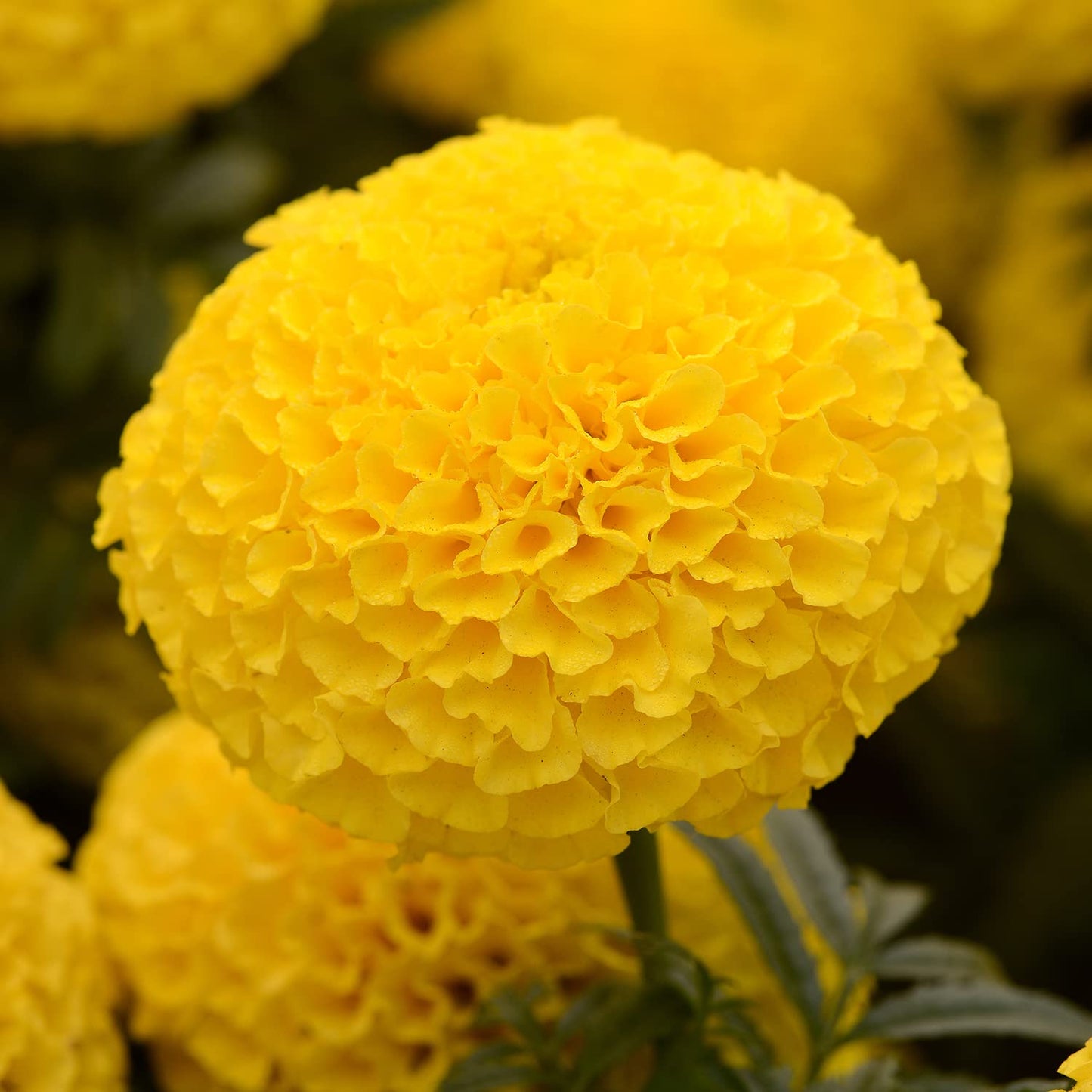Yellow African Marigold Flower (4 Pack), Outdoor Flowering Plants, Easy Outdoor Gardening, Real Marigolds, Flowers for Garden, Porch & Patio Plants by Plants for Pets