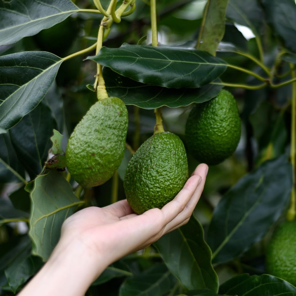 HASS Avocado Trees Live Plants in 3 Gallon Pot, Cold Hardy Fruit Tree, 1-2 Feet Tall, Ready for Planting, No Ship to CA