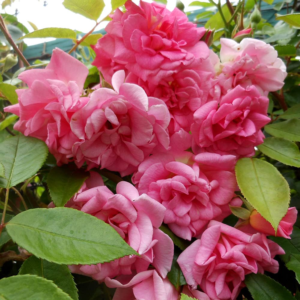 Heirloom Climbing Roses, Live Own Root Plant for Outdoor Garden, CL Pinkie, Very Fragrant, Hardiness Zones 6-10, Repeat Blooming