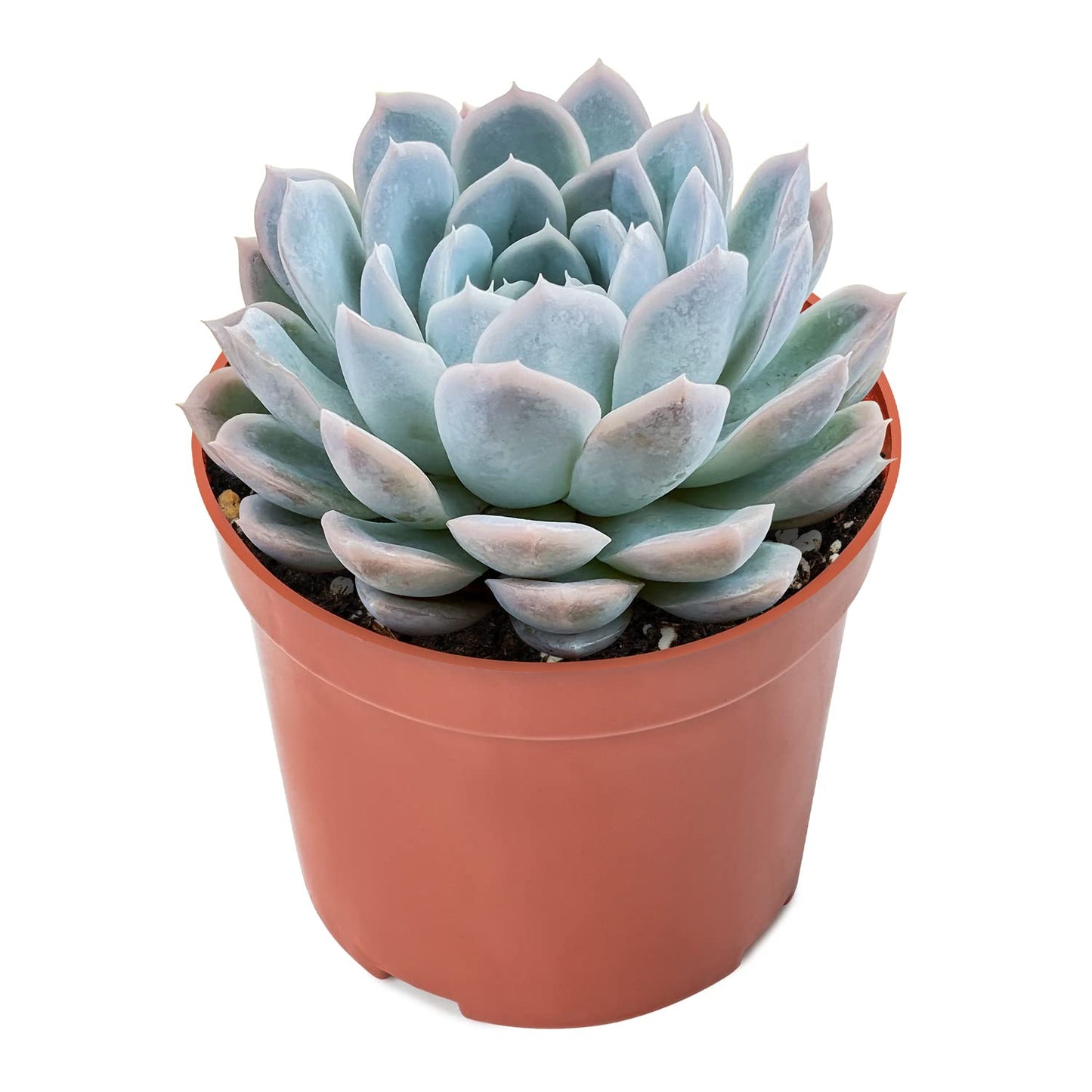 Sprout N Green Echeveria Elegans Mexican Snowball, Live Mini Succulent Plant Fully Rooted in 4" Pot, Indoor Outdoor Home Office Wedding Decoration Party Favor