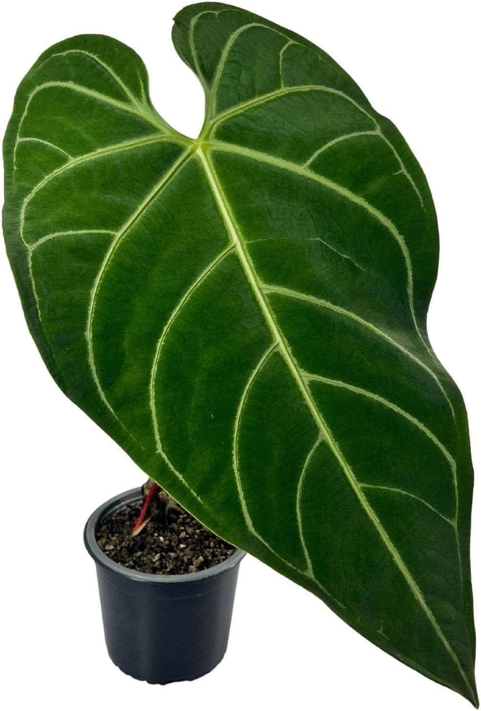 LEAL PLANTS ECUADOR Anthurium Regale Green Live House Plant for Indoor| Anthuriums Live Plant|Huge Anthurium Regale| Perfect for Home Decor, Unique Gift for Plant Lover