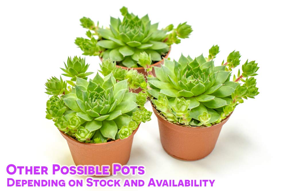 Sempervivum Succulents Plants Live Indoor Plants (3PK), Sempervivum Plants Live Houseplants, Hen and Chicks Live Plants Indoor House Plants, Rosette Succulent Plants in Plant Pots by Plants for Pets