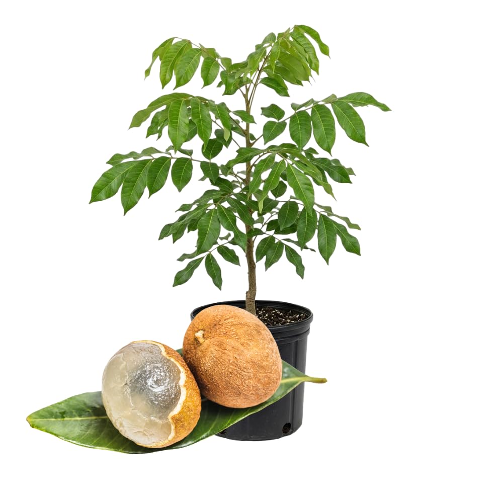 Longan Fruit Tree Live Plant, 2-3 Feet Height in 3 Gallon Container, Tropical Tree for Indoor Outdoor Planting and Home Garden Use, No Ship to CA
