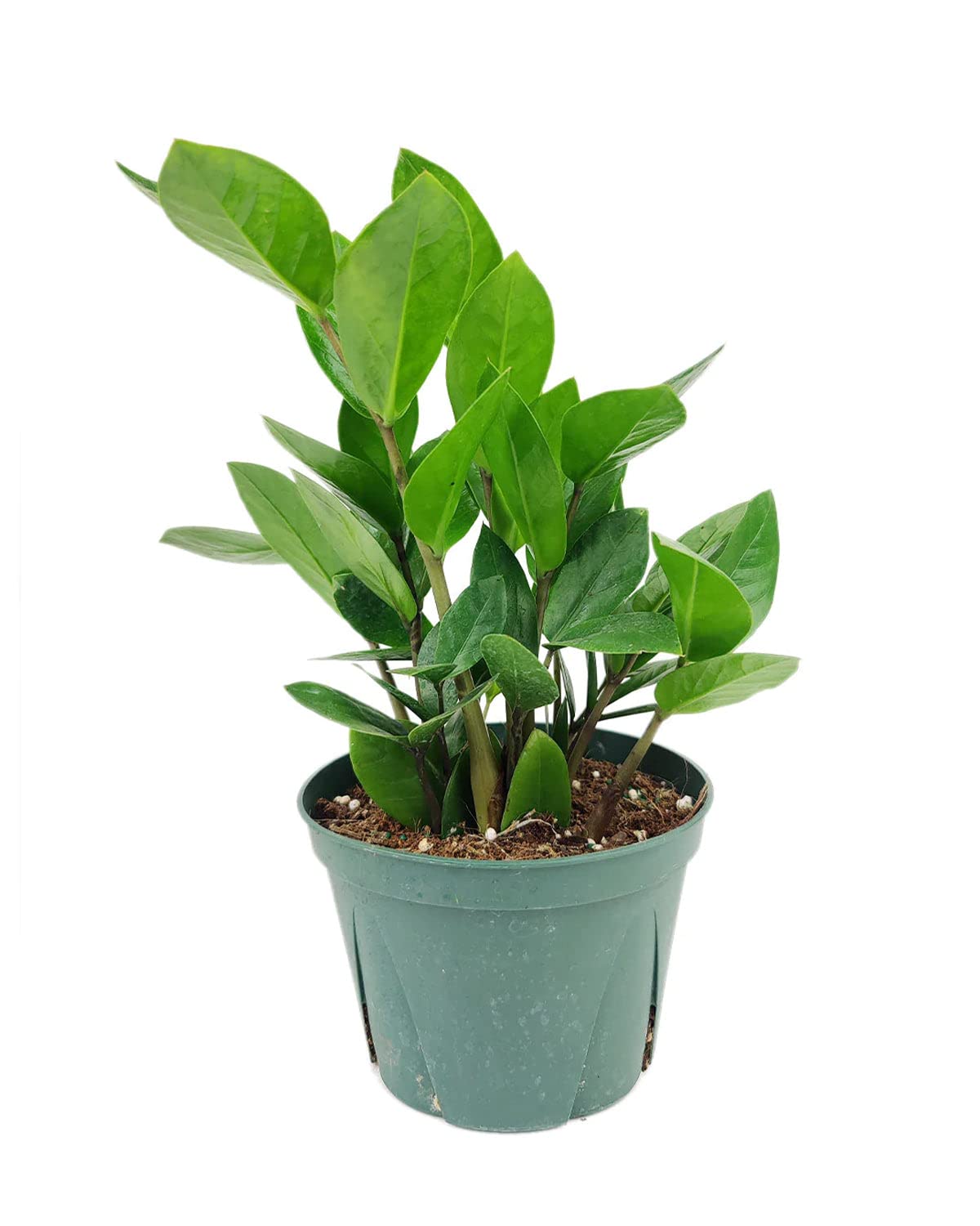 ZZ Plant (6" Grower Pot) - Low Light and Healthy Houseplant - Easy to Care, Easy to Grow Plants for Beginners - Live Healthy Houseplant for Home Office Decoration - Air-Purifying Indoor Plant
