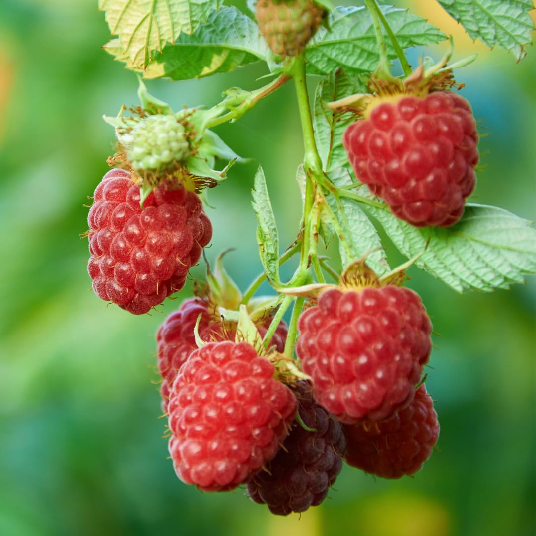 Set of 2 Live Red Raspberry Plants, Sweet Berry Shrubs, 3 Inch Pot for Growing