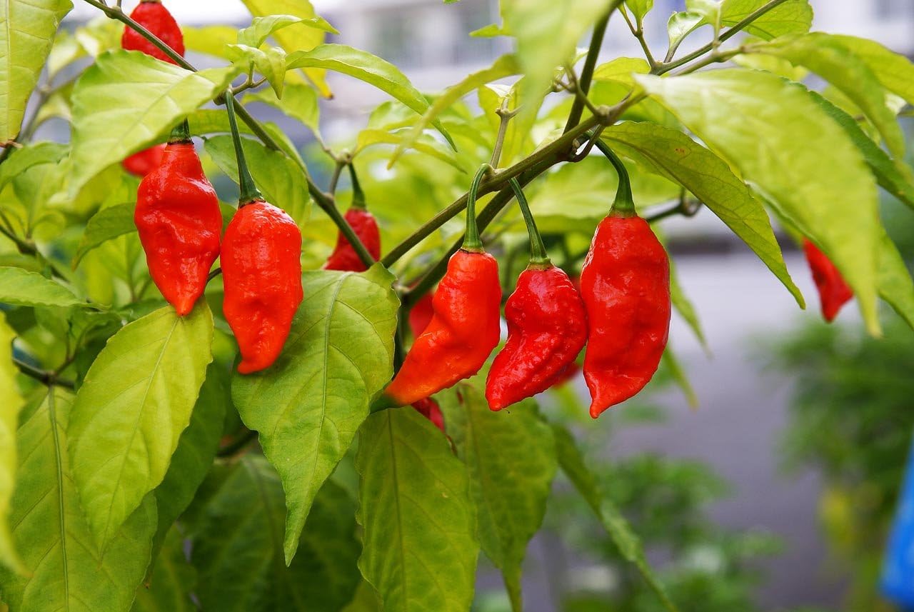 Indian Ghost Pepper Seeds for Planting, High-Heat Chili Seeds for Home Garden, Terrace Planters, Balcony, and Outdoor Cultivation (Pack of 50)
