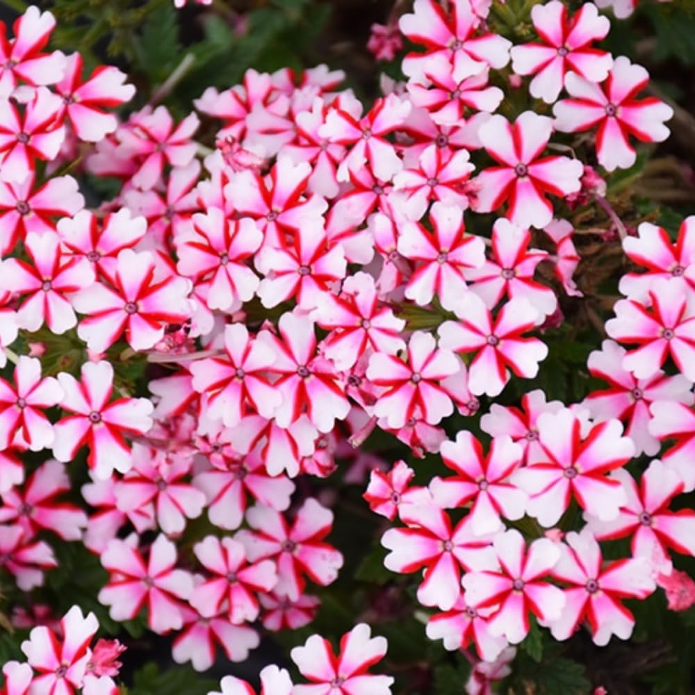 2 Verbena Live Plants, Trailing Verbena Plants for Planting Outdoor, Perennial Ground Cover Flowers 4-7 Inches (Bicolor)