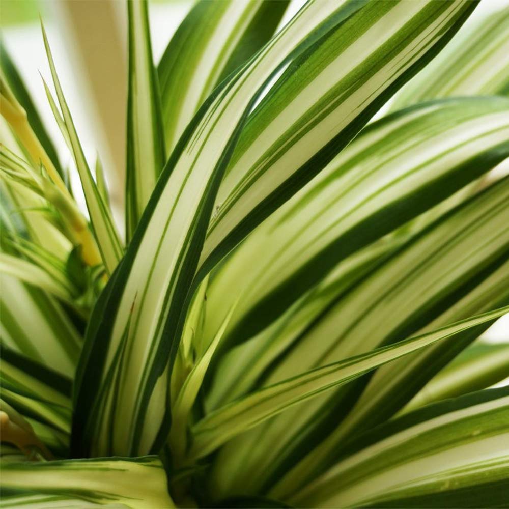 American Plant Exchange Spider Plant – 6-Inch Pot – Live Easy Care Indoor Houseplant, Air-Purifying, Pet-Friendly, Fast-Growing Trailing Plant for Home, Office & Hanging Basket Décor