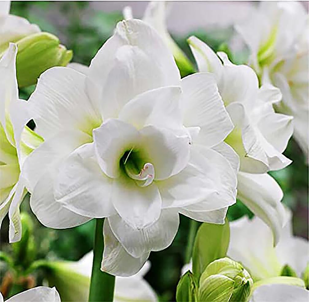 Alaska Triple White Amaryllis Bulb – Large Bulb for Planting, 4-8 Blooms, 16–24" Tall – Elegant Indoor & Outdoor Plant – Ideal for Seasonal Decor – Low-Maintenance Amaryllis Bulb (Not in Wax)