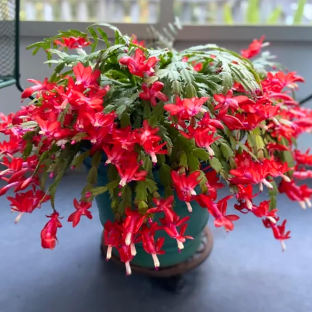 Christmas Cactus Plant Live, Holiday Cactus Live Plant, Hanging Baskets Houseplants, 4 Inc Potted (Red)