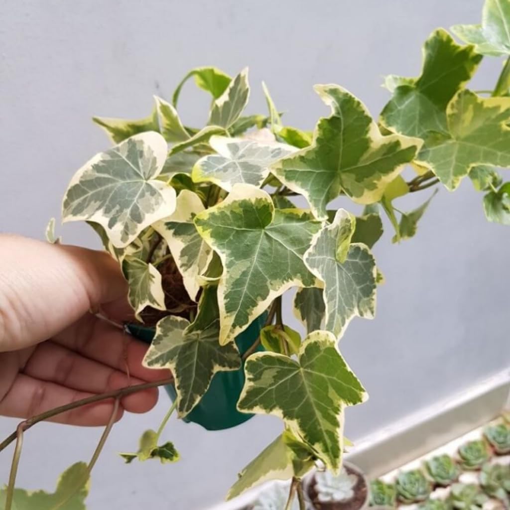 Gold Child Ivy Plant Live in 6 Inch Pot | English Ivy Live Plants | Trailing & Climbing Easy-Care Ivy Houseplant | Real English Ivy Plant for Pots, Shelves & Hanging Displays