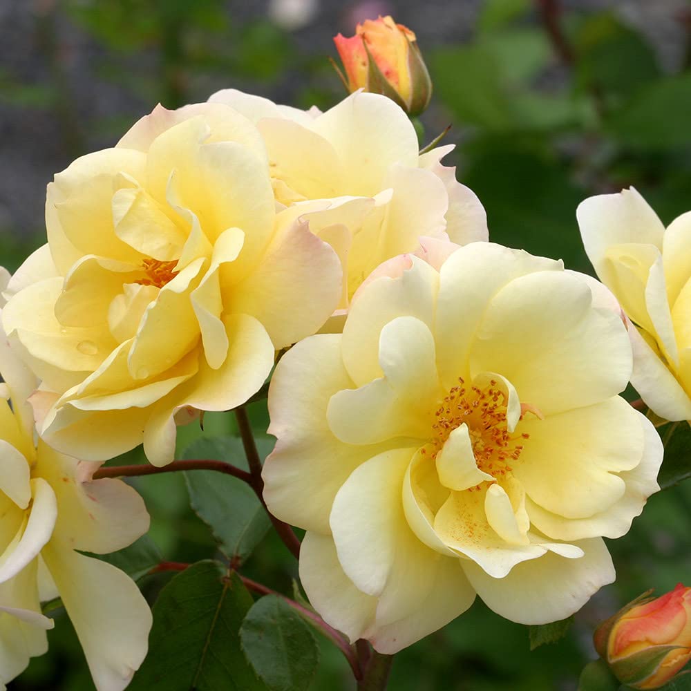 Heirloom Climbing Roses, Live Own Root Plant for Outdoor Garden, Sky's The Limit™, Lightly Fragrant, Hardiness Zones 5-10, Repeat Blooming