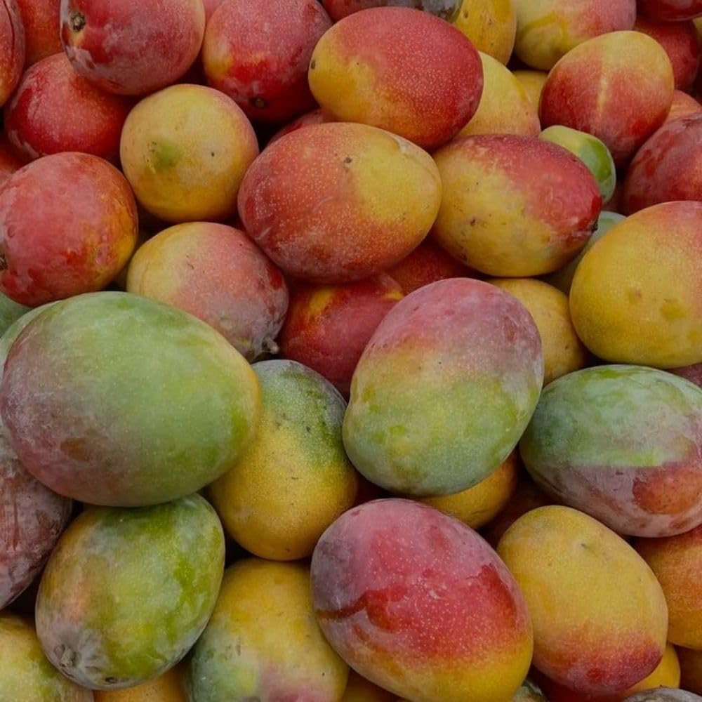 Grafted Mango Tree Live Plant 2-3ft 3 Gallon, Live Tropical Fruit Plant, Sweet Mango Variety for Outdoor Garden, No Ship to CA