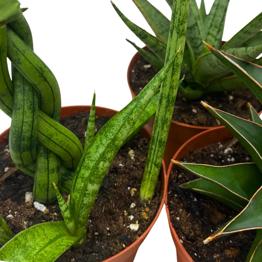 BubbleBlooms Sansevieria Assortment 4 inch Pots Set of 3 Rare Hardy Snake Plants