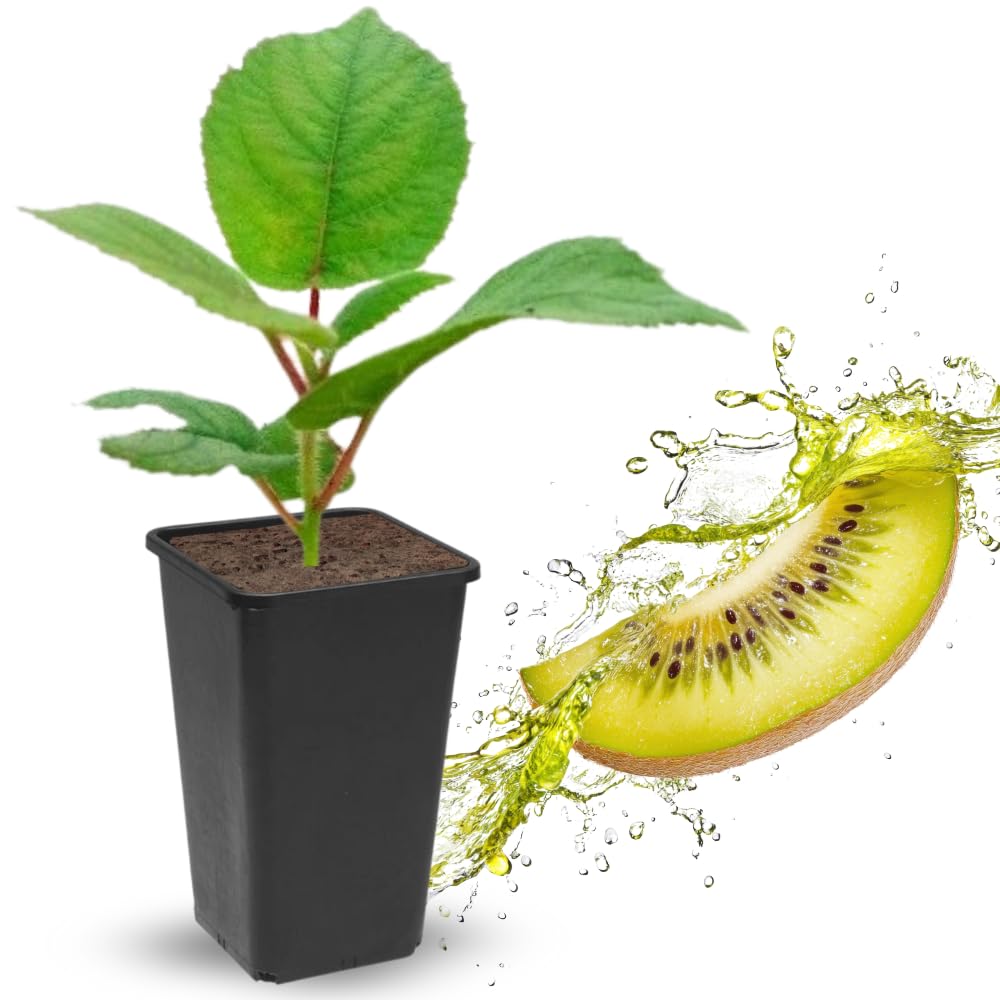 Hardy Female Kiwi Plants Live for Planting, Size Starter from 5 to 10 Inches Tall, Berry Vine, Cold Hardy Edible Fruit Vines for Home Garden