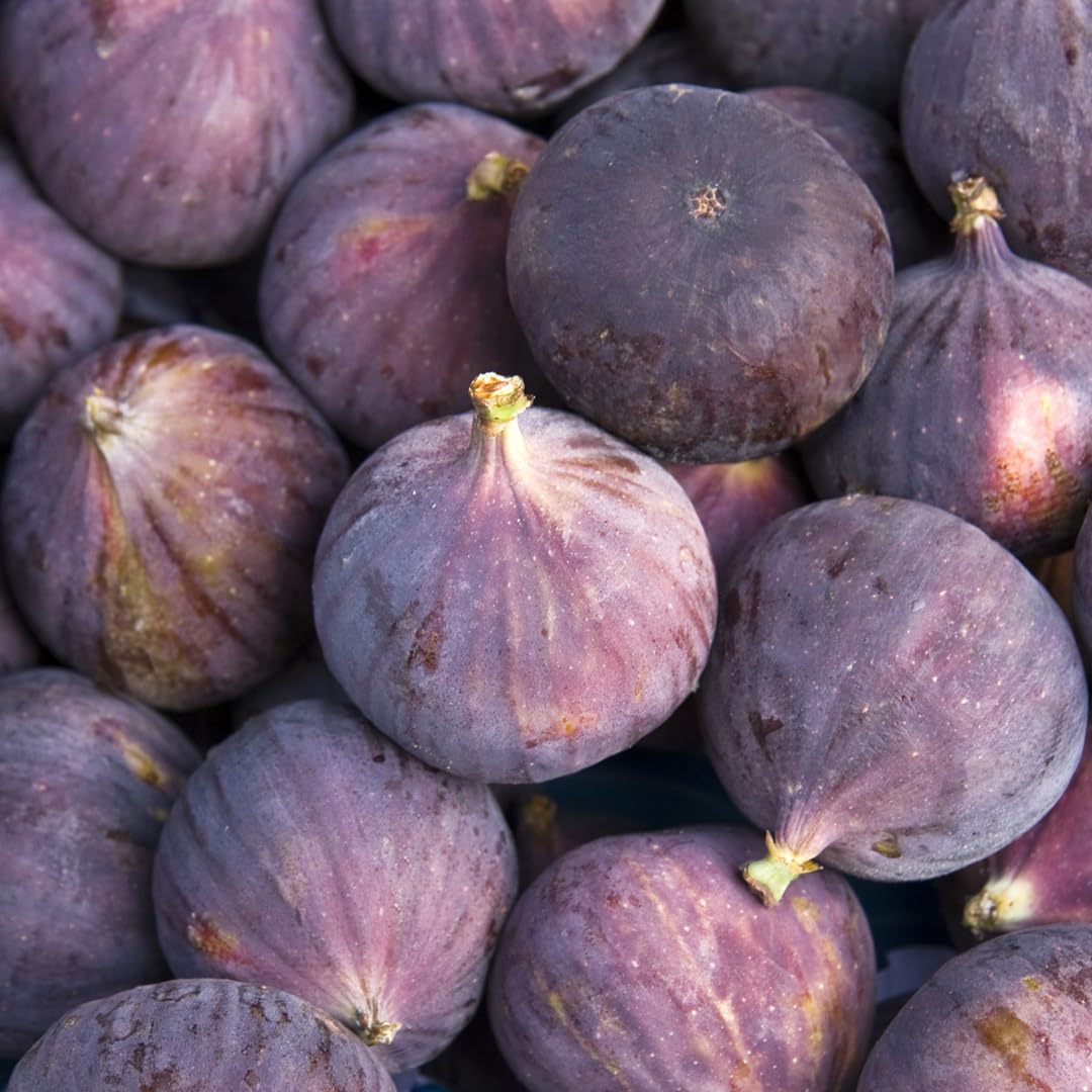 Fig Tree Live Plant, 1 Gallon Pot, Sweet Edible Fruit, Ready to Grow, Suitable for Gardens and Outdoor Planting, No Ship to CA (Black)