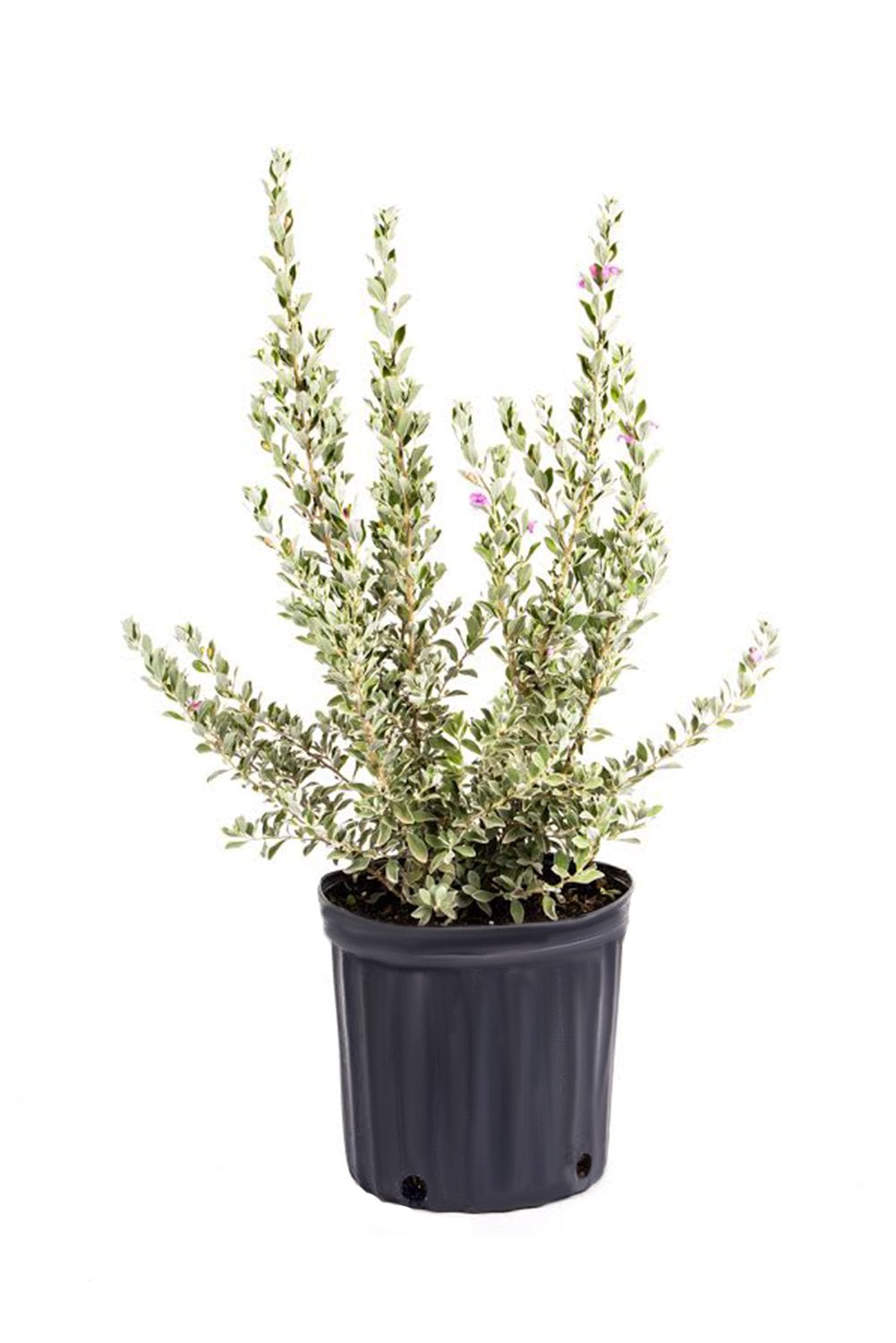 American Plant Exchange Texas Sage – 10-Inch Pot – Live Flowering Shrub with Silvery Foliage, Drought Tolerant Plant for Home, Garden, or Landscape Decor