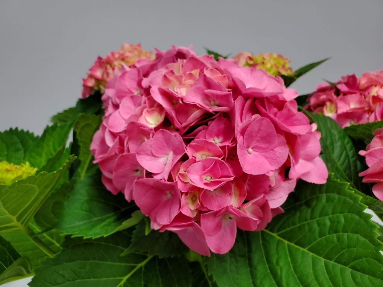 Live Plant Hydrangea Pink Merritt Supreme - Tropical Plants of Florida - 20 inch to 24 inch Overall Height (Plant Only)