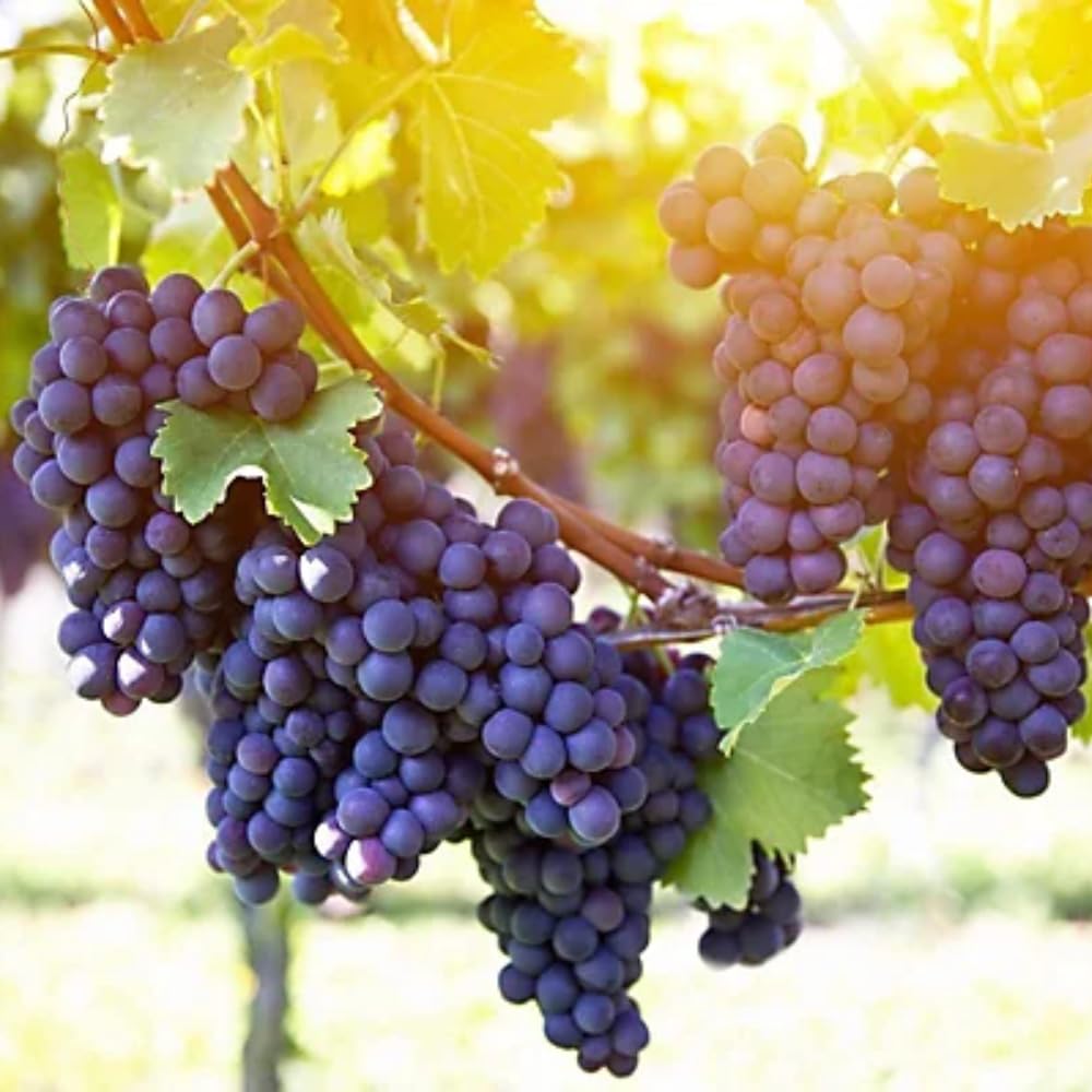 Blue Black Grape Vine, Cold Hardy Grape Tree Live Plant, 1-2 Year Old, Sweet Fruit Trees