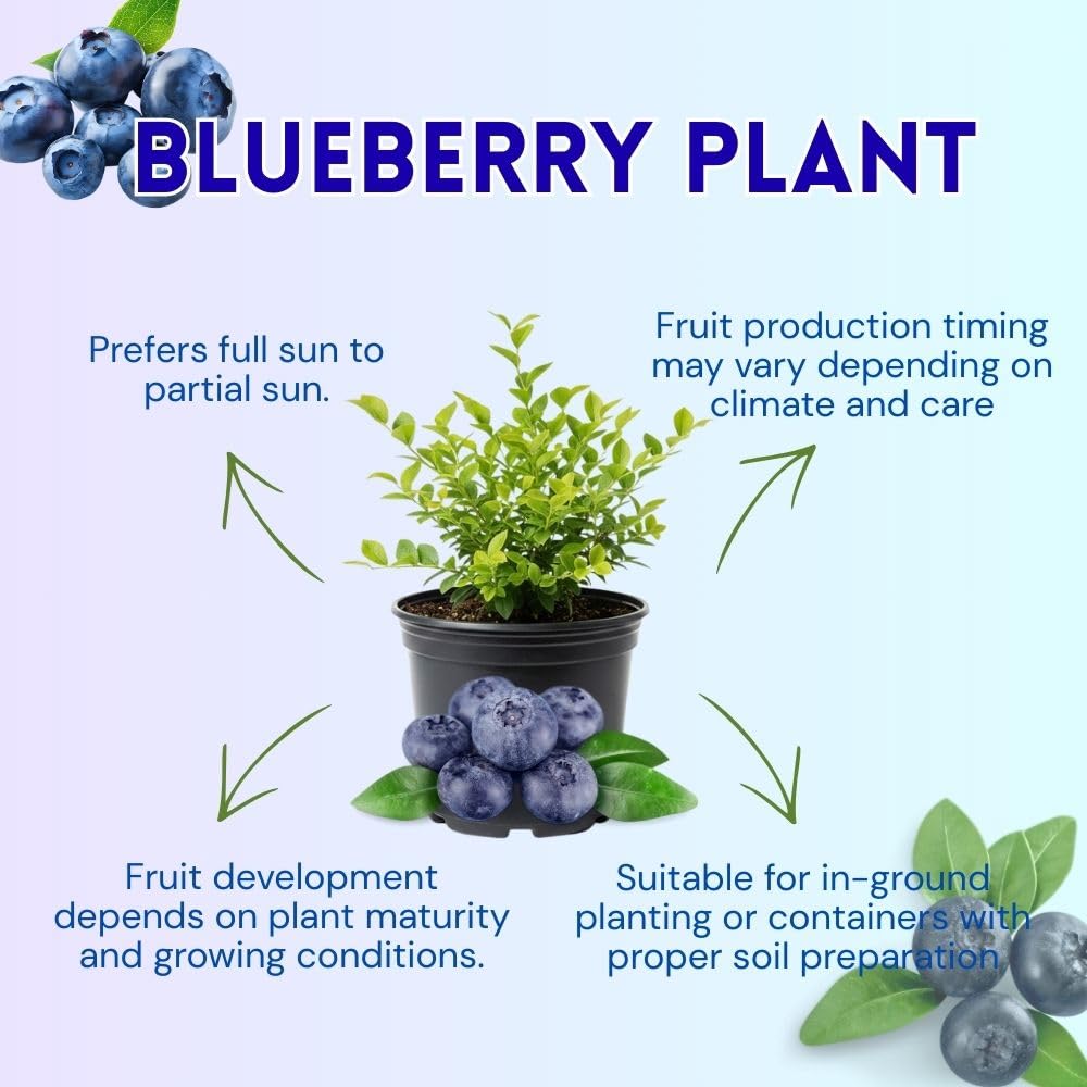 Blue Highbush Blueberry Live Plant, 4 Inches Pot, Sweet Blueberry Fruit Bush Live Plant for Planting in Garden, Spring Plant