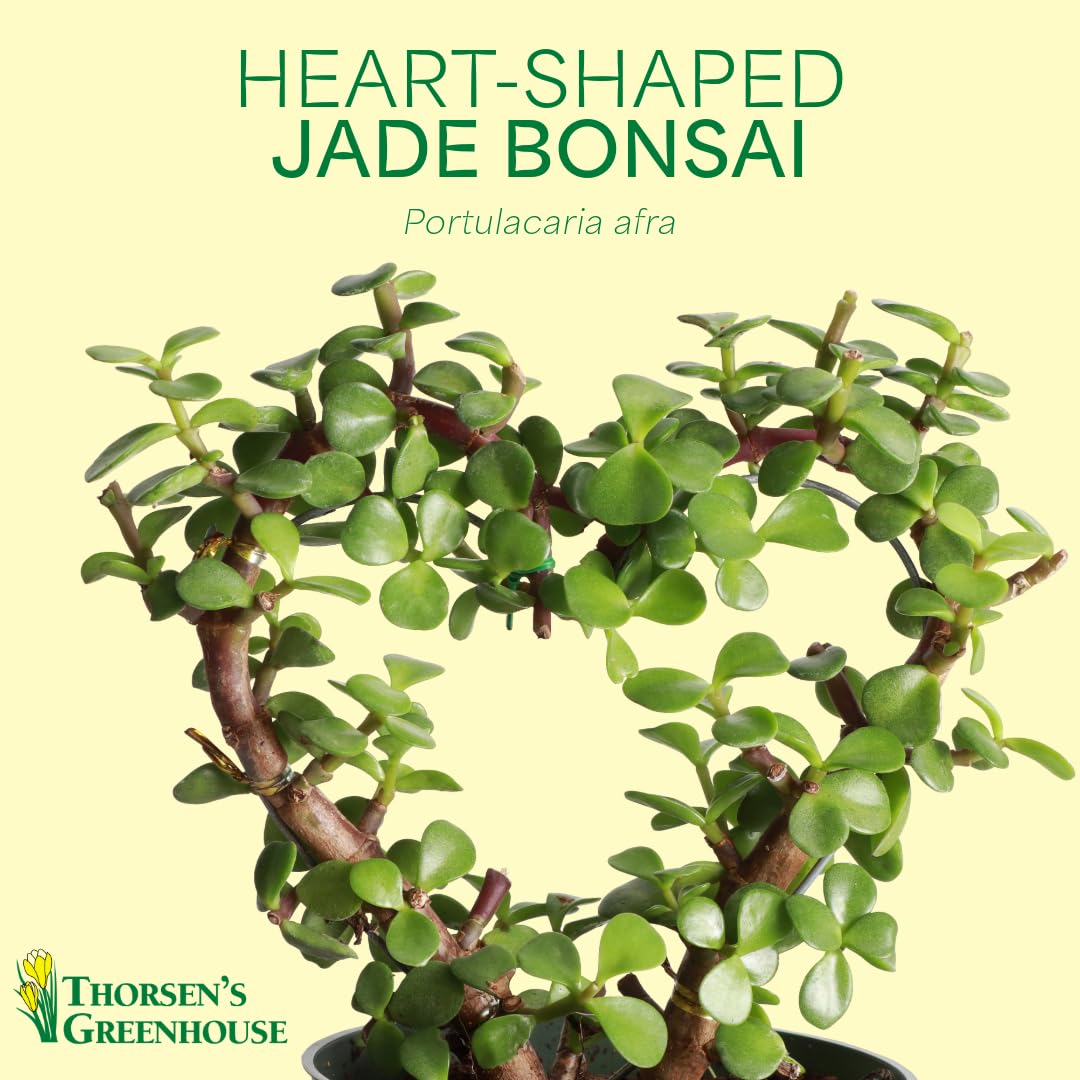 Thorsen's Greenhouse, Heart-Shaped Jade Bonsai Plant, Live Indoor Plant, Gift, Succulent Plant, 4-inch Diameter Pot (Sage)