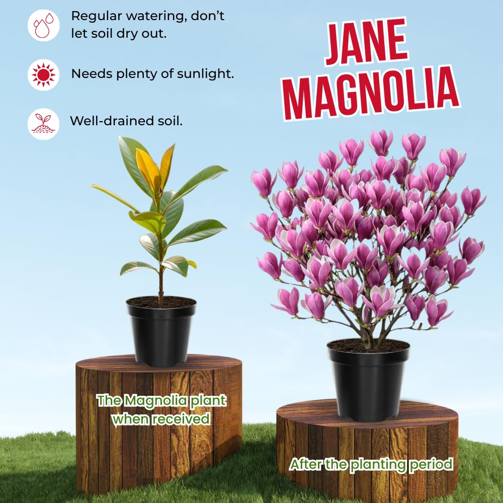 Jane Magnolia Tree Live Plant in 4-8 Inches, Fragrant Spring Blooms, Hardy Perennial Magnolia Flowers Potted Ready to Grow, Winter Dormant