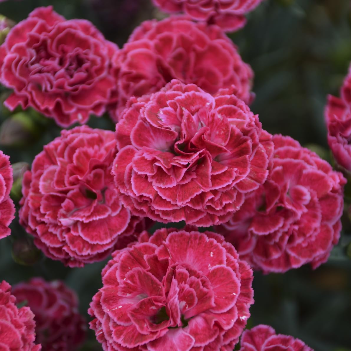 Live Plant from Green Promise Farms - PW, Dianthus Fruit Punch Raspberry Ruffles Pinks, Pink w/White Edge Flowers #1 Size Container - Does NOT Ship to AZ, CA, HI, ID, MT, NV, OR, PR, UT & WA!!!