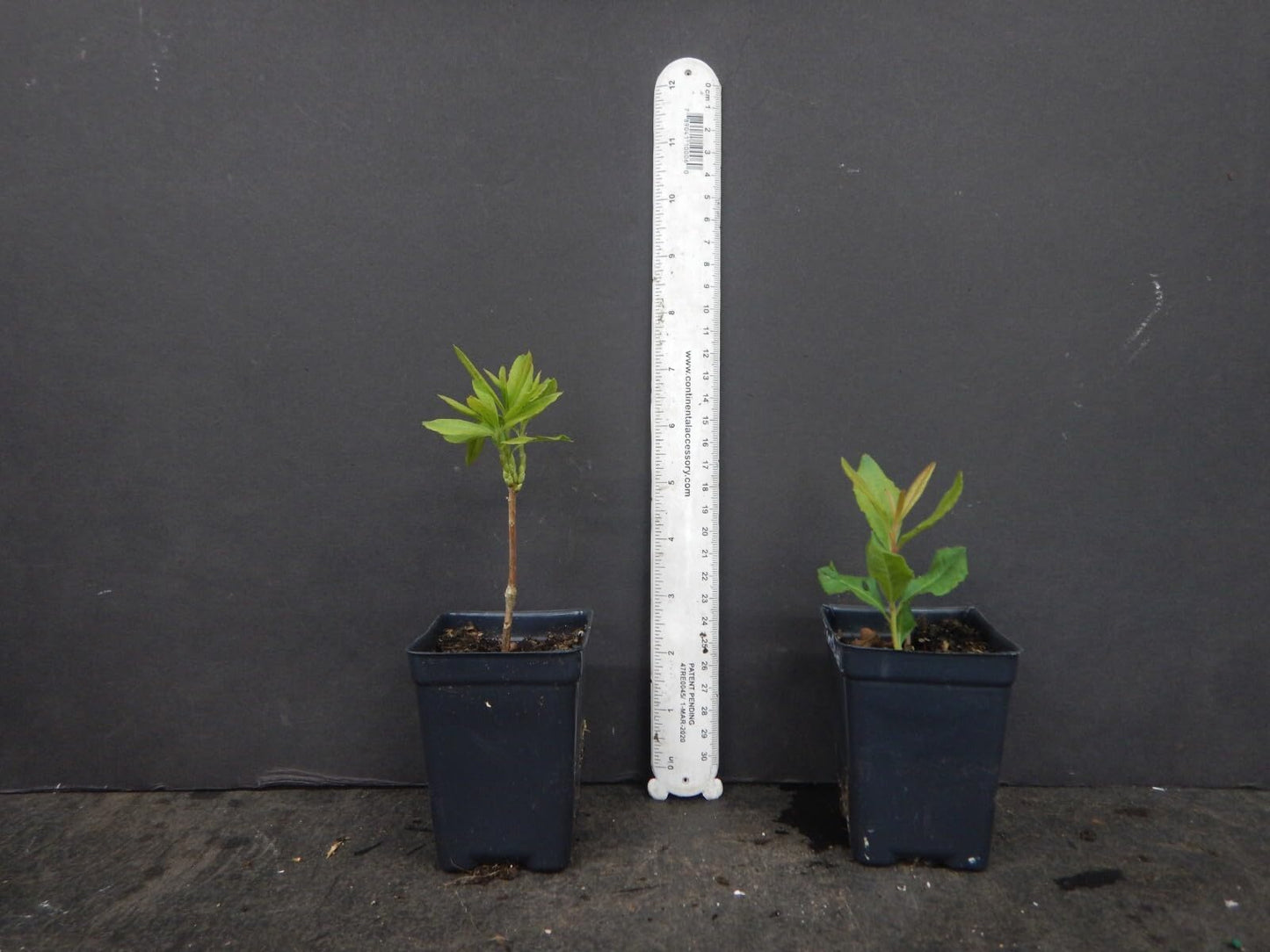 Live Plant - Dancing Rabbitaromi Azalea Rhododendron Deciduous Small Starter Plantdormant!