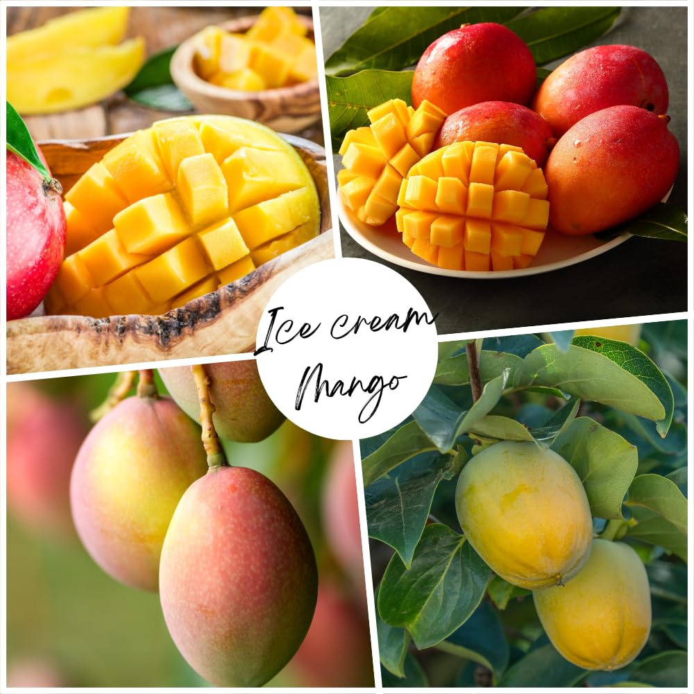 Bright Yellow Mango Live Plant from 2-2.5 Feet Tall, Cold Hardy Mango Tree, Live Fruit Tree for Outdoor Gardening