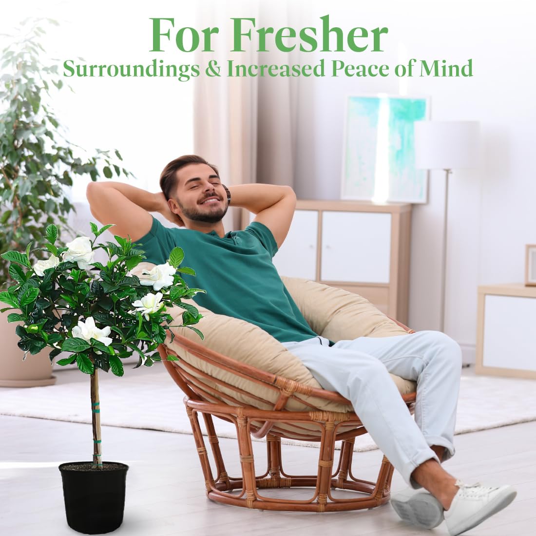 American Plant Exchange Gardenia Tree – Live Evergreen in Large 8-Inch Pot, Fragrant White Blooms, Easy-Care Indoor & Outdoor Flowering Tree for Home, Patio & Garden Décor